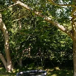 Birdsong In Courtyard And Garden For Kids Ebeltoft